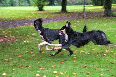 Hundewiese Eickhorst